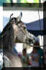 �Pyramid Layyan13.jpg (28416 Byte)