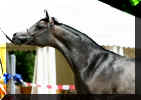 �Pyramid Layyan 13.45.jpg (30502 Byte)