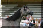 �Pyramid Layyan K_5228.jpg (27938 Byte)