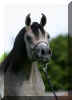 �Pyramid Layyan K_5304.jpg (23699 Byte)