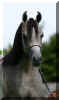 �Pyramid Layyan K_5310.jpg (21030 Byte)
