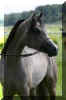 �Pyramid Layyan K_7499.jpg (25775 Byte)