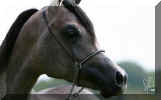 �Pyramid Layyan K_7500.jpg (23100 Byte)