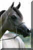 �Pyramid Layyan K_7503.jpg (51198 Byte)
