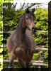 �_5259847.jpg (43437 Byte)