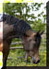 �_5259870.jpg (36973 Byte)