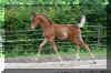 sabeel_tl07.jpg (261603 Byte)